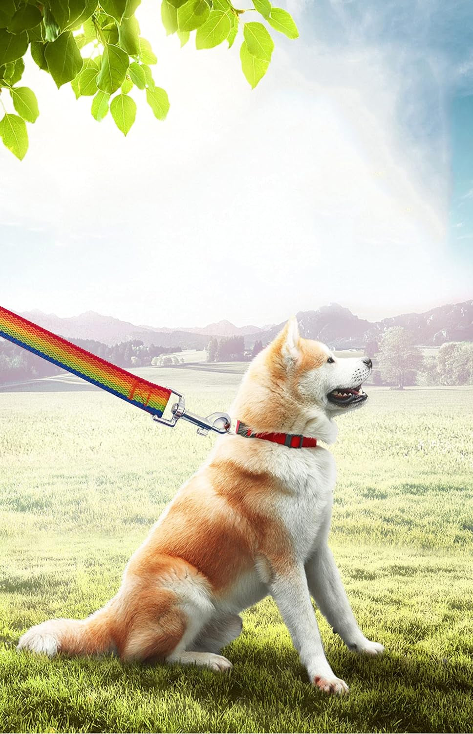 15Ft 20Ft 30Ft 40Ft 50Ft Long Dog/Puppy Lead Obedience Recall Training Dog Leashes for Small Medium Dogs Camping, Training, Play, or Backyard (20 FT, Rainbow)